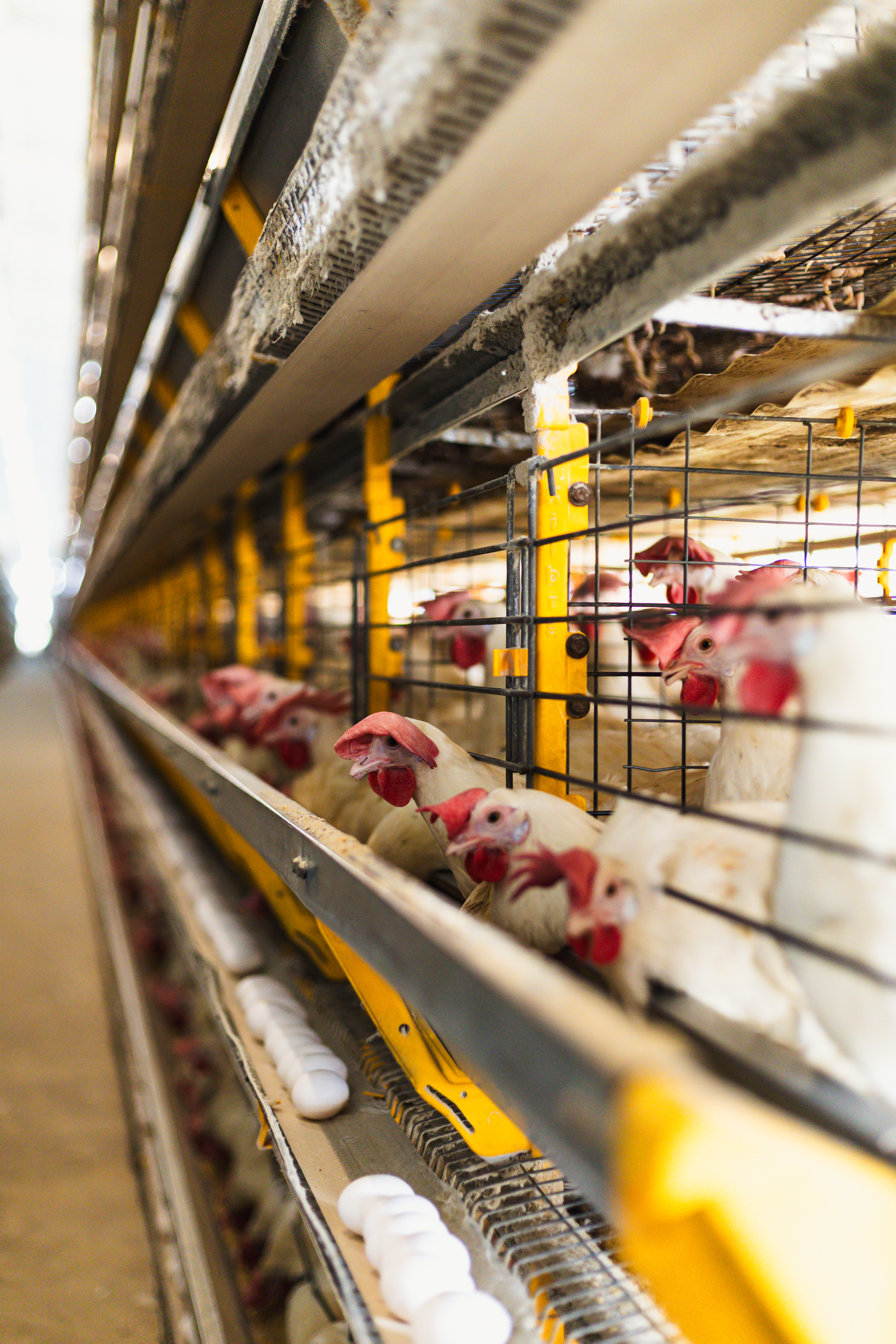 Avicultura de Postura